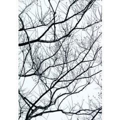 Branches 2