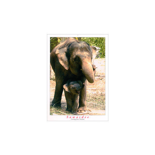 BABY ELEPHANT & MOTHER