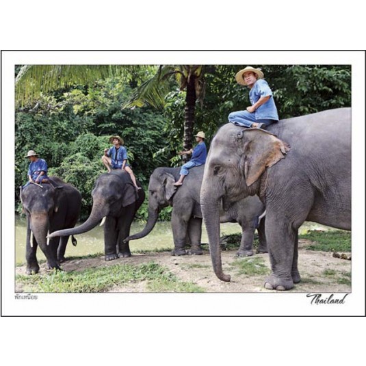 REST-ELEPHANT TRAINING CAMP,THAILAND