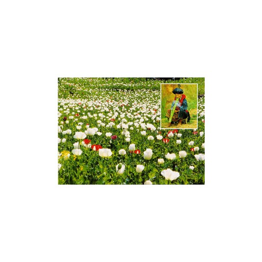OPIUM FIELD