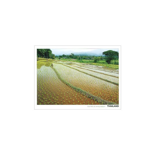 RICE FIELD AT EARLY CULTIVATION