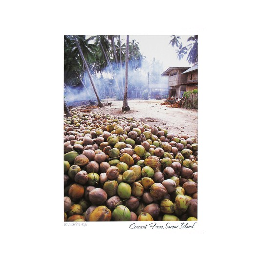 COCONUT FARM, SAMUI ISLAND