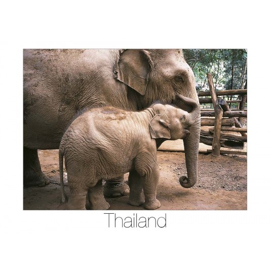 BABY ELEPHANT
