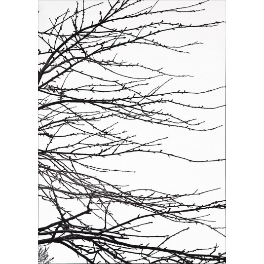 BRANCHES