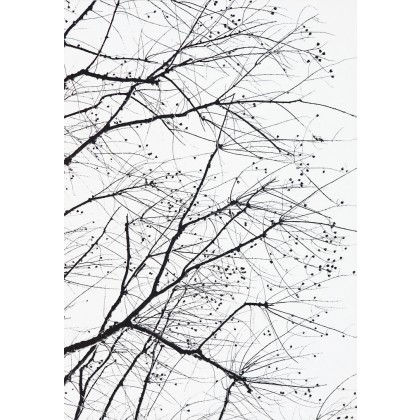 Branches 3