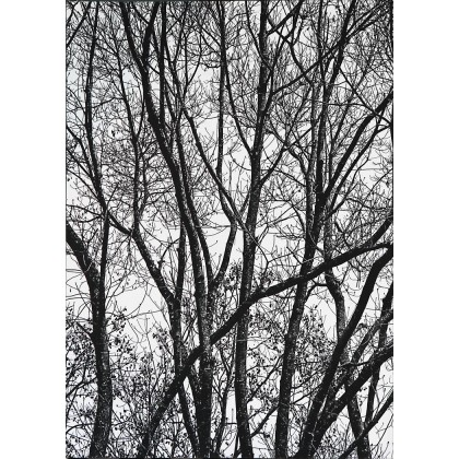 TREES