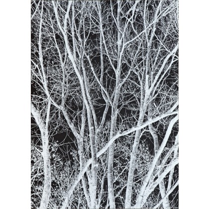 Tree in Black